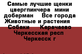 Самые лучшие щенки цвергпинчера (мини доберман) - Все города Животные и растения » Собаки   . Карачаево-Черкесская респ.,Черкесск г.